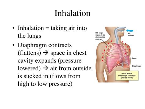 Ppt Respiration Powerpoint Presentation Free Download Id1431538