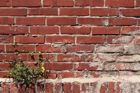 Red Brown Brick Wall Dandelion Plant Grow Up Corner Stock Photos Free