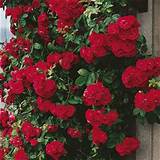 Best Fragrant Climbing Roses Pictures