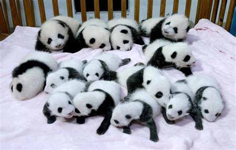 So Cute China Shows Off 14 Baby Pandas