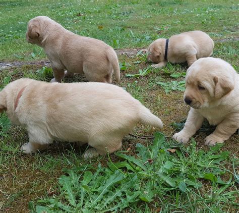 One way to determine the ancestry of your mixed breed is through a dna test. Our Setup-Raising Labrador Puppies | Johnson Point Labradors