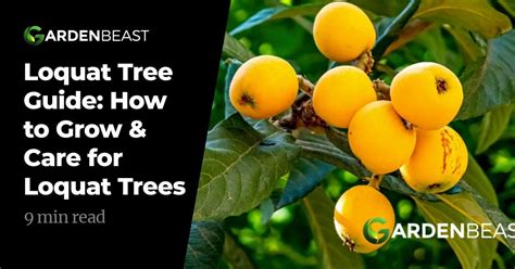 Loquat Tree Guide How To Grow And Care For Loquat Trees Loquat Tree