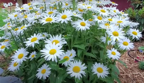 Beckys Shasta Daisy A Comprehensive Guide To Growth And Care