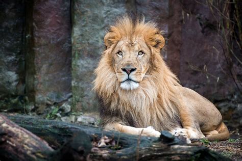 Franklin Park Zoo Lion Kamaia Dies After Health Problems