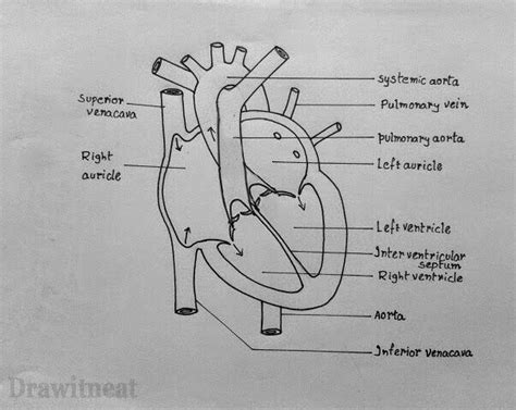 Draw The Diagram Of Heart And Explain Its Function