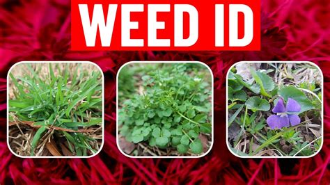 Weed Identification In Spring Identify Weeds In The Lawn Youtube