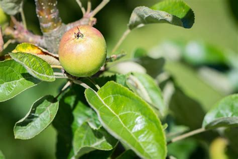 Free Images Tree Nature Branch Fruit Berry Flower Food Harvest