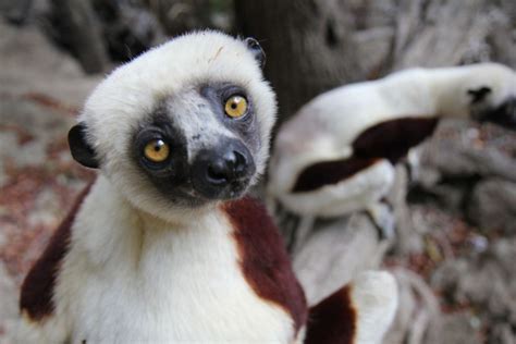 Madagascar Eden Reforestation Projects