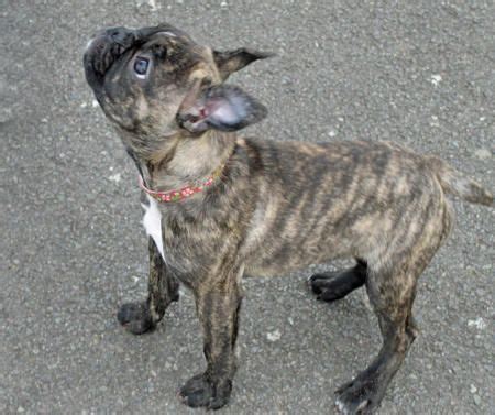 She is very easy going except. Brindle Boston Terrier Breed | Lola the Boston Terrier Mix ...
