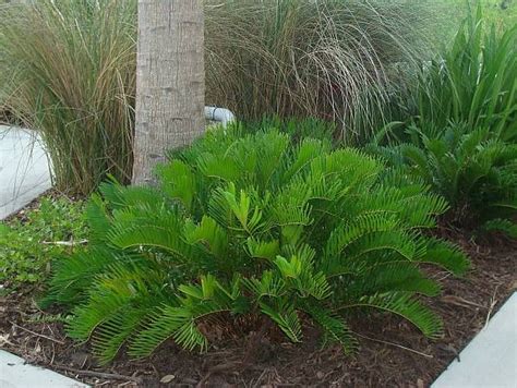 Native Shrubs Buy Florida Friendly Plants Largo And St Petersburg