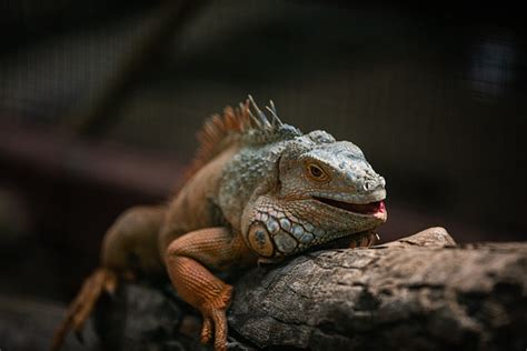 Lizard Dragon Reptile Free Photo On Pixabay Pixabay