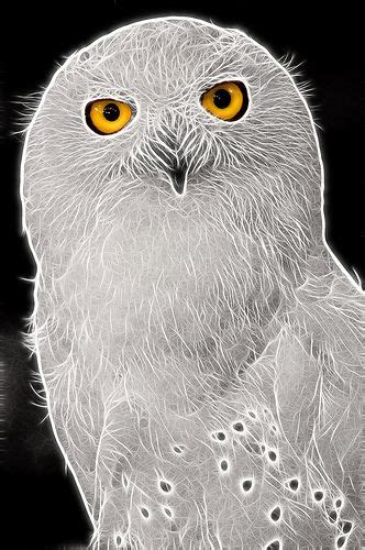Snowy Owl Fractalius 9 0 F Lr 9 6 09 J287 Fractal Art Owl Artwork