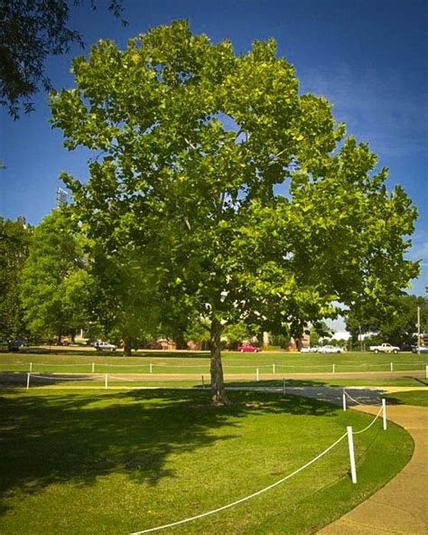 Buy American Sycamore Trees Online The Tree Center™