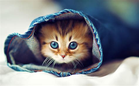 12 Kitten Chrome Themes Desktop Wallpapers And More For