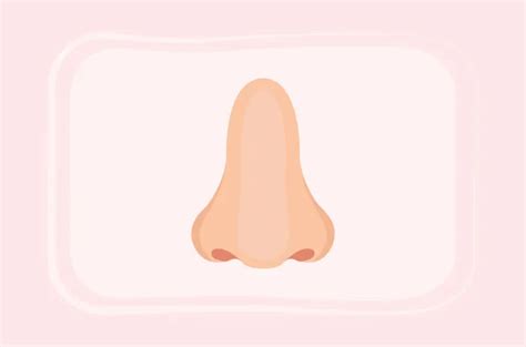 Ini Anatomi Hidung Dan Fungsinya Yang Perlu Diketahui 10600 Hot Sex