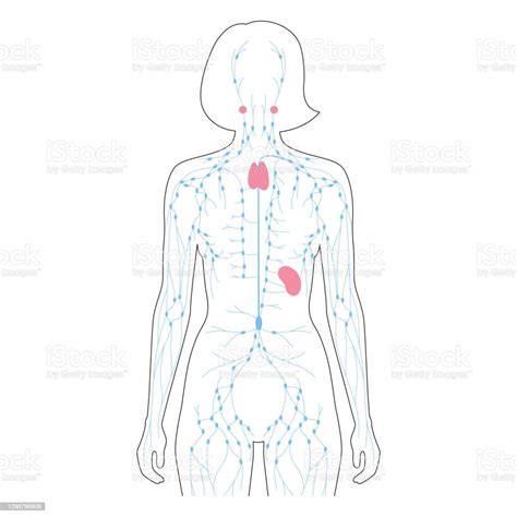 Lymphaticsystem Stock Illustration Download Image Now Lymphatic