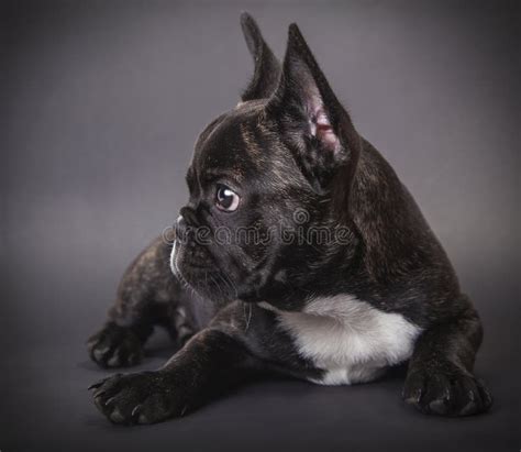 French Bulldog Puppy Lying Stock Image Image Of Young 45959039