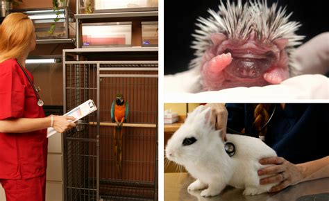 Photos, address, and phone number, opening hours, photos, and user reviews on yandex.maps. Take care of the health of your exotic pet at the Marina ...