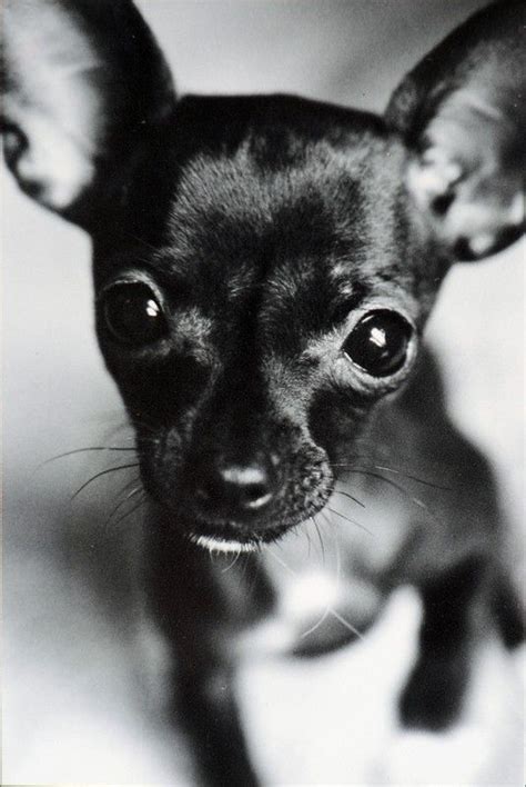 1000 Images About Chihuahua On Pinterest Chihuahuas Chihuahua