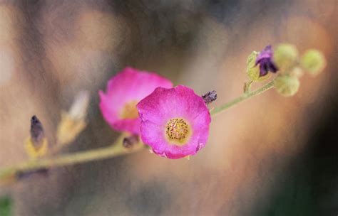 Pink Globemallow Flowers Photograph By Saija Lehtonen Pixels