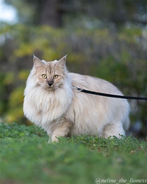 Turkish Angora Vs Norwegian Forest Cats — The Little Carnivore