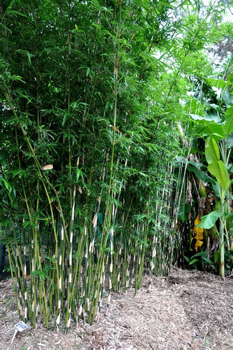 Bamboo Plants Melbourne Thousands For Sale At Bamboo Plus