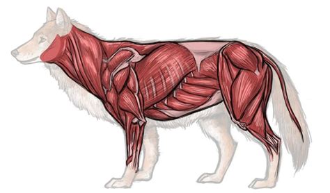 Image Result For Wolf Anatomy 동물 해부학 동물 그림 레퍼런스