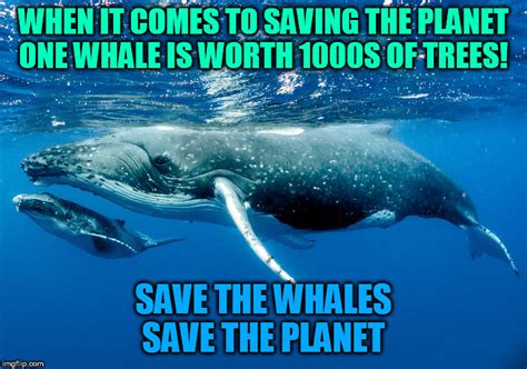 Whales Memes And S Imgflip