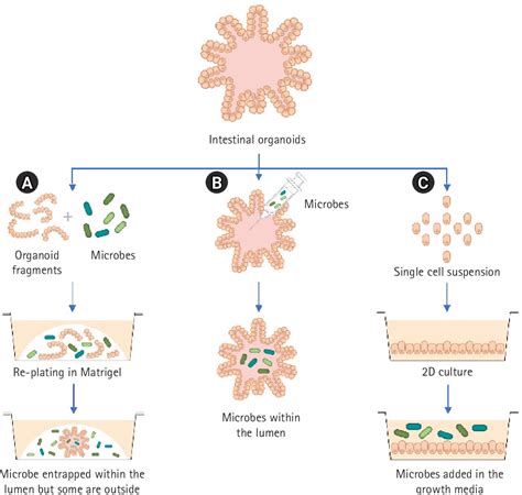 Figure 2 From The Application Of Intestinal Organoids And Their Co
