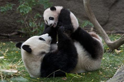 Panda Pandas Baer Bears Baby Cute 2 Wallpapers Hd Desktop And