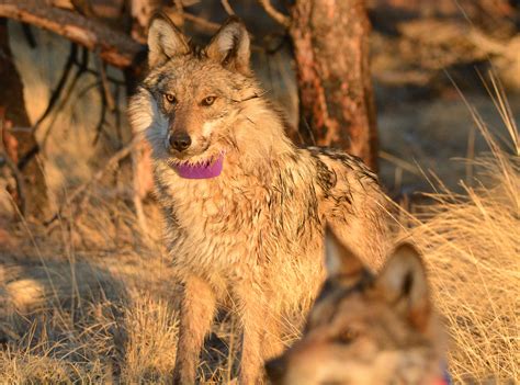 Mexican Gray Wolf Population Increasing In The Wild The Daily Courier