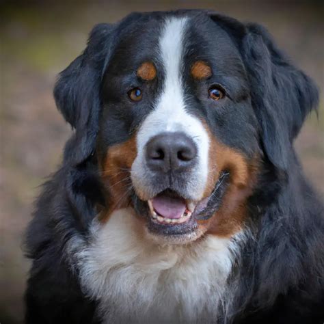 How Do I Make Sure My Bernese Mountain Dog Gets Along With Other Dogs
