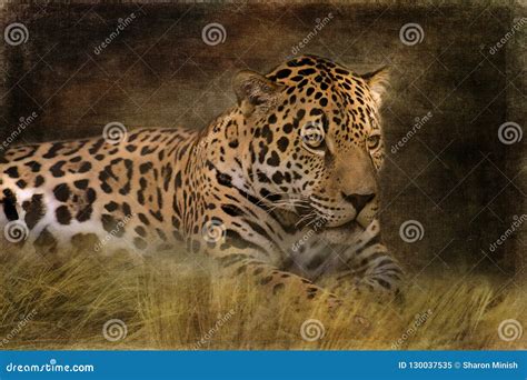Resting Jaguar Stock Image Image Of Black Intense 130037535