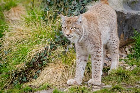 Lynx Fact Sheet Blog Nature Pbs