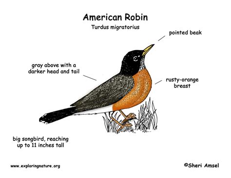 2507 x 2728 jpeg 327 кб. Robin (American)