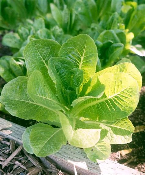 23 Different Types Of Lettuce Varieties With Pictures Yard Surfer