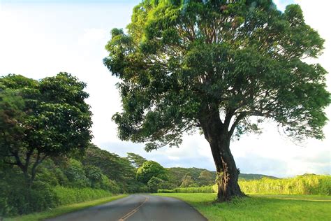 Free Stock Photo Of Road By Large Tree