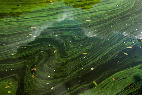 What You Need To Know About Algae Bacteria And Your Health Dave