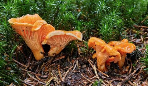A Beginners Guide To Foraging Wild Mushrooms Outdoorhub
