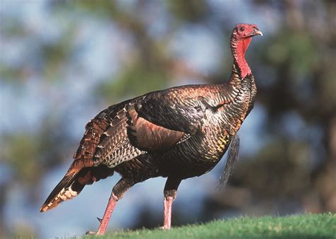 Turkey Hunting Season Begins Across New York State Wsyr