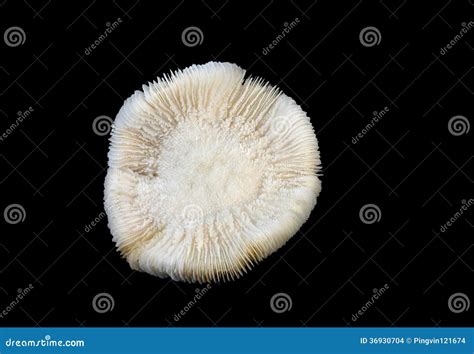 Mushroom White Coral Stock Photo Image Of Sunlight Aquatic 36930704