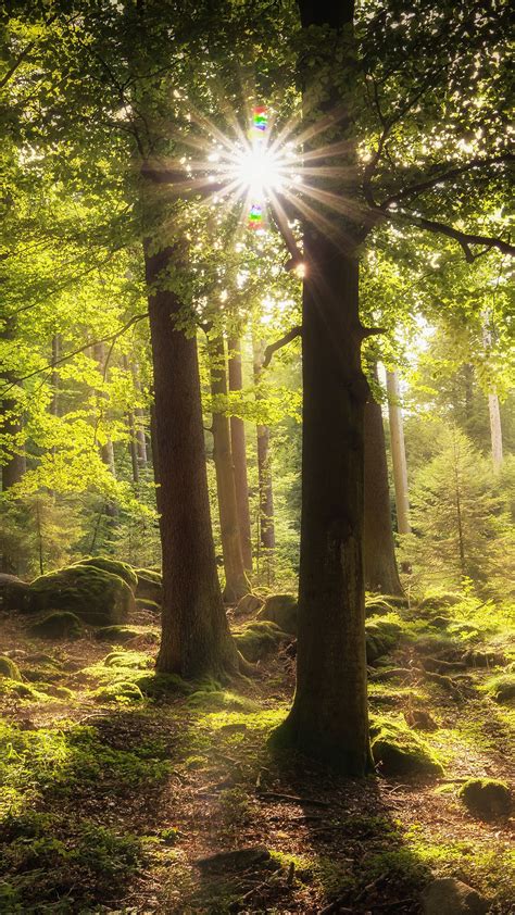 Green Trees Forest With Sunrays Between Trunk 4k Hd Nature Wallpapers