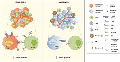 Frontiers Mechanism And Strategies Of Immunotherapy Resistance In