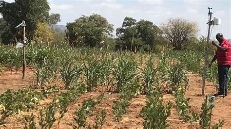 Farming On Poor Soil With Little Rainfall In Kenyas Drought Prone