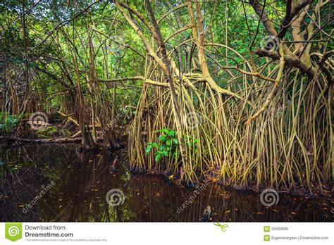 Wild Tropical Forest Landscape Mangrove Trees Stock Photo Image Of