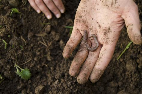 How To Deal With Earthworm Castings On Your Lawn