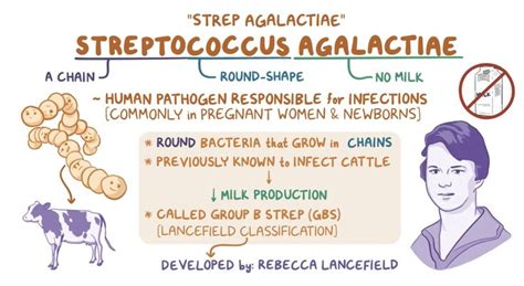 A Diagram Showing The Stages Of Streptocous Agalactine And How To Use It