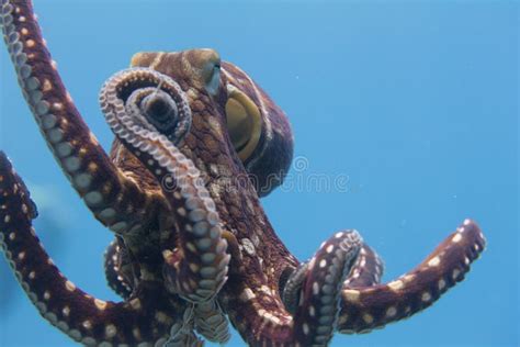 Day Octopus Off Kona Big Island Hawaii Stock Image Image Of Hawaii