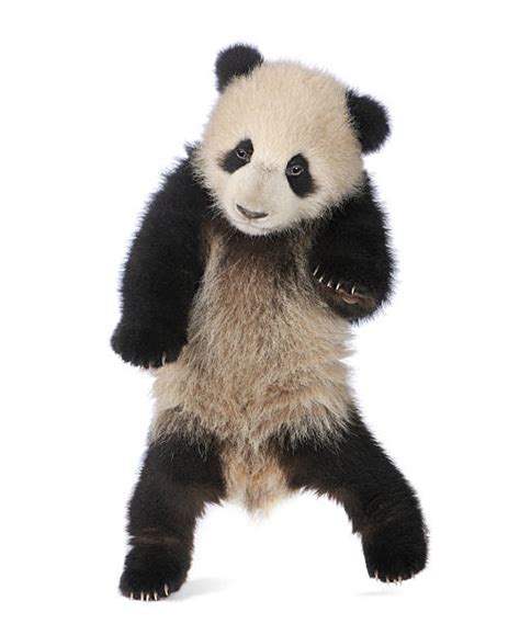 Best Panda White Background Stock Photos Pictures And Royalty Free