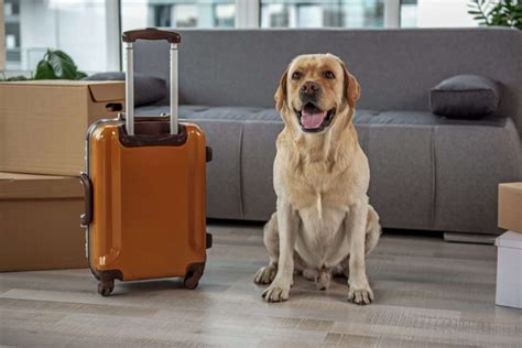 7 Tips For Traveling With Pets